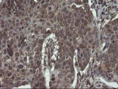 Immunohistochemistry: ACBD3 Antibody (OTI1G2) - Azide and BSA Free [NBP2-72148]