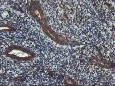 Immunohistochemistry: ACBD3 Antibody (OTI1G2) - Azide and BSA Free [NBP2-72148]