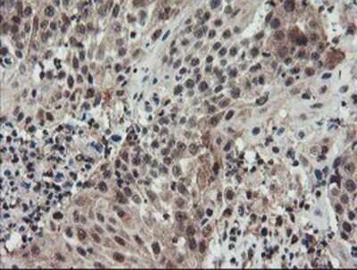 Immunohistochemistry: ACBD3 Antibody (OTI3A1) - Azide and BSA Free [NBP2-72149]