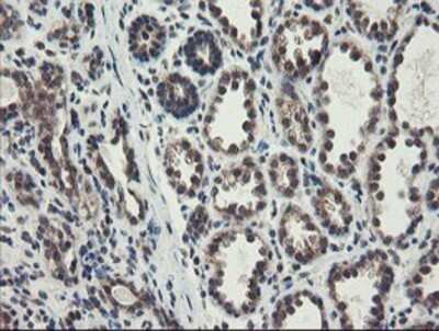 Immunohistochemistry: ACBD3 Antibody (OTI3A1) - Azide and BSA Free [NBP2-72149]
