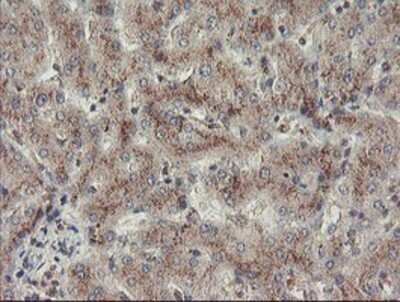 Immunohistochemistry: ACBD3 Antibody (OTI3A1) - Azide and BSA Free [NBP2-72149]