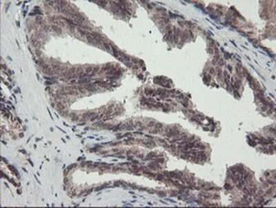 Immunohistochemistry: ACBD3 Antibody (OTI3A1) - Azide and BSA Free [NBP2-72149]
