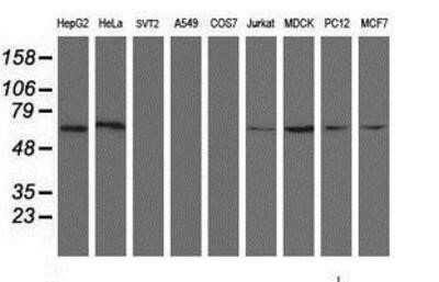 Western Blot: ACBD3 Antibody (OTI3A1)Azide and BSA Free [NBP2-72149]