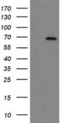 Western Blot: ACBD3 Antibody (OTI3A1)Azide and BSA Free [NBP2-72149]