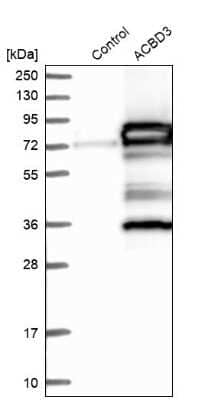 Western Blot: ACBD3 Antibody [NBP1-83379]