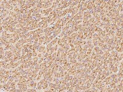 Immunohistochemistry-Paraffin: ACBD5 Antibody [NBP2-97727]