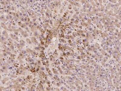 Immunohistochemistry-Paraffin: ACBD6 Antibody [NBP2-97177]