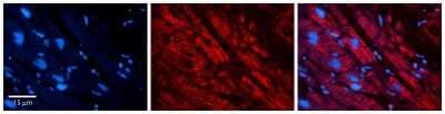 Immunohistochemistry-Paraffin: ACBP Antibody [NBP2-86946]