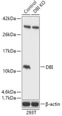 Knockout Validated: ACBP Antibody - Azide and BSA Free [NBP3-03241]