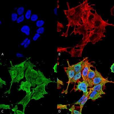 Immunocytochemistry/ Immunofluorescence: ACCN2 Antibody (S271-44) [NBP2-22409]