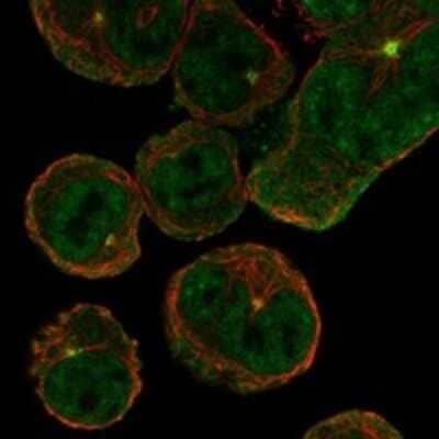 Immunocytochemistry/ Immunofluorescence: ACCN4 Antibody [NBP3-17796]