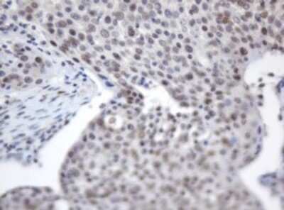 Immunohistochemistry: ACD Antibody (OTI2B1) - Azide and BSA Free [NBP2-72169]