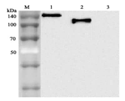 Western Blot: ACE-2 Antibody (AC18F)Azide and BSA Free [NBP2-80035]