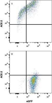Flow Cytometry: ACE-2 Antibody (AC384) - Azide and BSA Free [NBP2-80038]