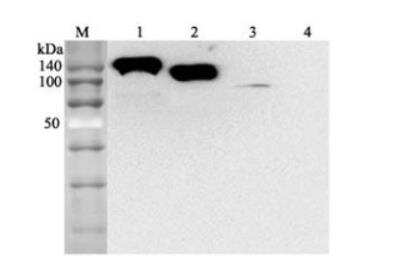 Western Blot: ACE-2 Antibody (AC384)Azide and BSA Free [NBP2-80038]