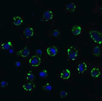 Immunocytochemistry/ Immunofluorescence: ACE-2 Antibody - BSA Free [NBP1-76614]