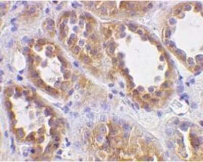 Immunohistochemistry-Paraffin: ACE-2 Antibody - BSA Free [NBP1-76611]