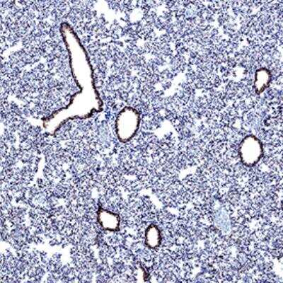 Immunohistochemistry-Paraffin: ACE-2 Antibody (SN0754) [NBP2-67692]