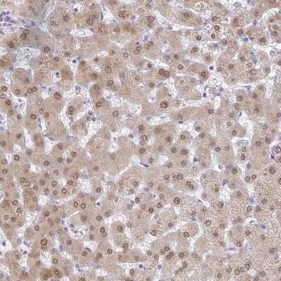 Immunohistochemistry-Paraffin: ACF Antibody [NBP1-90271]