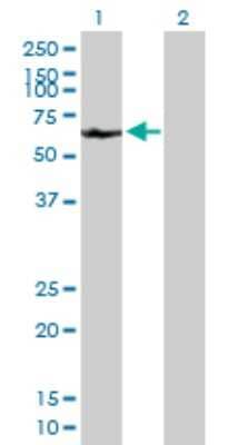 Western Blot: ACF Antibody [H00029974-B01P]