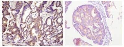 Immunohistochemistry-Paraffin: ACOT11 Antibody (J4B2) - BSA Free [NBP1-04289]