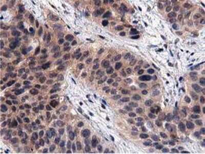 Immunohistochemistry-Paraffin: ACOT12 Antibody (OTI1A11) [NBP2-03605]