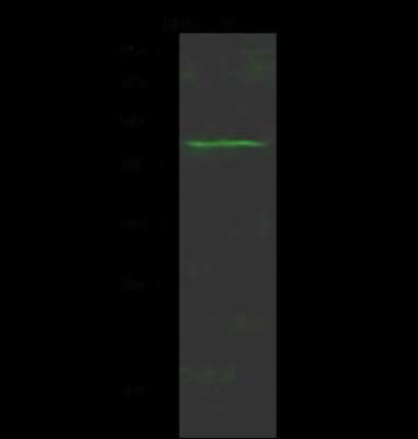 Western Blot: ACOT2 Antibody [NBP2-99168]