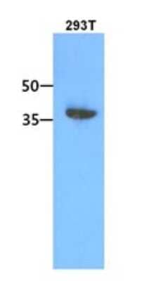 Western Blot: ACOT7 Antibody (1D5)BSA Free [NBP2-22569]