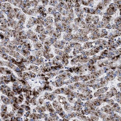 Immunohistochemistry-Paraffin: ACOX1 Antibody [NBP1-80950]