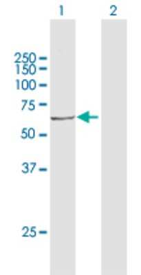 Western Blot: ACOX3 Antibody [H00008310-D01P]