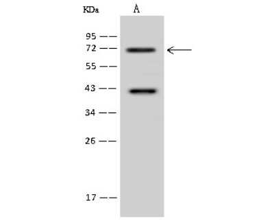 Western Blot: ACOX3 Antibody [NBP2-98600]