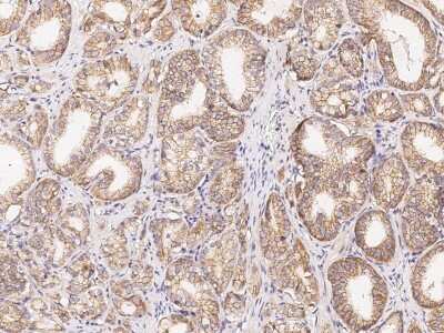 Immunohistochemistry-Paraffin: ACP6 Antibody [NBP2-99166]