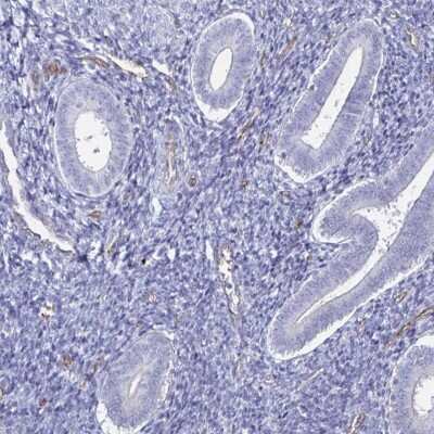 Immunohistochemistry-Paraffin: ACSBG2 Antibody [NBP2-33603]