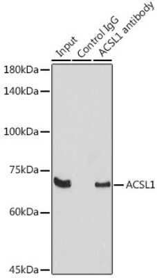 Immunoprecipitation: ACSL1 Antibody - Azide and BSA Free [NBP2-92757]