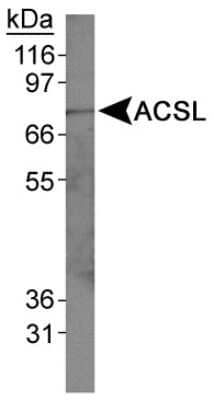 Western Blot: ACSL1 AntibodyBSA Free [NB110-99585]