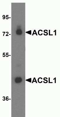 Western Blot: ACSL1 AntibodyBSA Free [NBP2-82060]