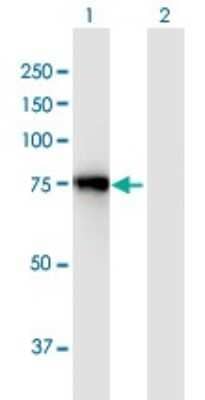 Western Blot: ACSL3 Antibody [H00002181-B01P]