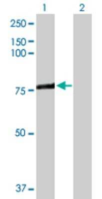 Western Blot: ACSL3 Antibody [H00002181-D01P]