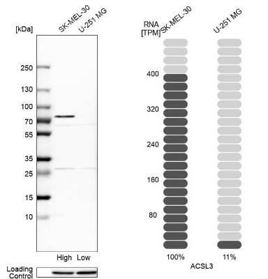 Western Blot: ACSL3 Antibody [NBP1-89268]