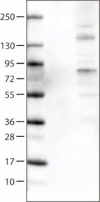 Western Blot: ACSL5 Antibody (CL0275) [NBP2-52899]