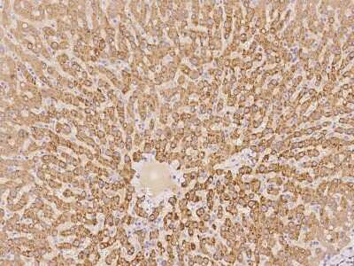 Immunohistochemistry-Paraffin: ACSL5 Antibody [NBP2-97725]