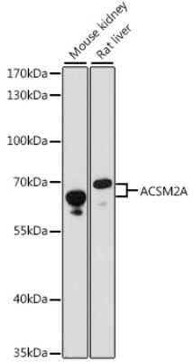 Western Blot: ACSM2A AntibodyAzide and BSA Free [NBP2-92250]