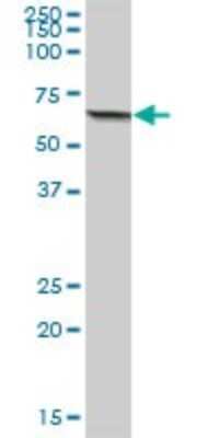 Western Blot: ACSM3 Antibody [H00006296-B01P]