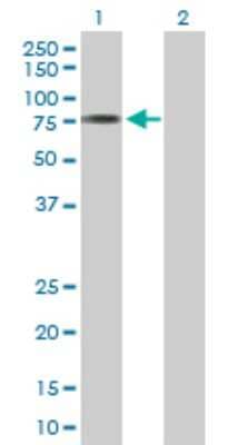 Western Blot: ACSM3 Antibody [H00006296-D01P]