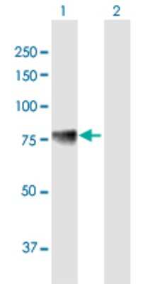 Western Blot: ACSS1 Antibody [H00084532-B01P]