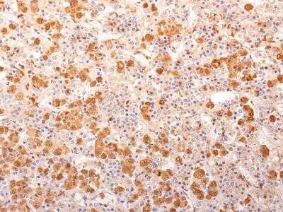 Immunohistochemistry-Paraffin: ACTH Antibody (57) - N-terminal - Azide and BSA Free [NBP2-34512]