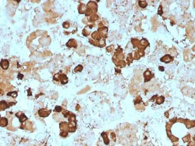 Immunohistochemistry-Paraffin: ACTH Antibody (57) - N-terminal - Azide and BSA Free [NBP2-34512]