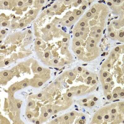 Immunohistochemistry-Paraffin: ACTL6B Antibody - BSA Free [NBP2-92909]