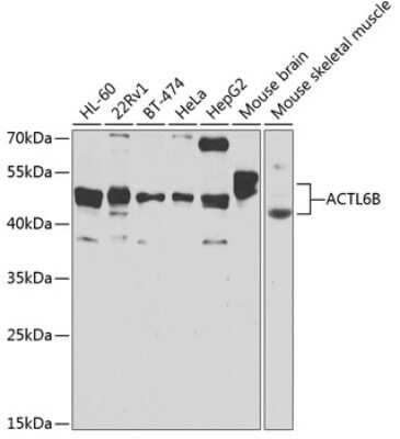 Western Blot: ACTL6B AntibodyBSA Free [NBP2-92909]