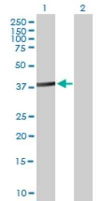 Western Blot: ACTL8 Antibody [H00081569-B01P]